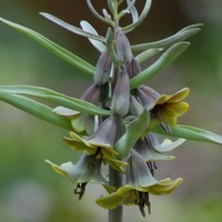 Fritillaria sewerzowii  Photo: J. Amand
